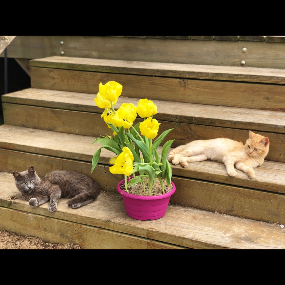 Meet your Posher, Deann